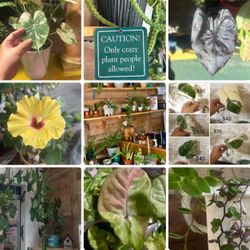RARE & EXOTIC ORNAMENTAL PLANT SALE – FRIDAY &  SATURDAY!l
