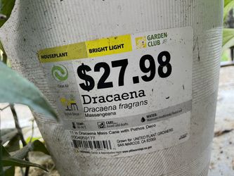 dracrena