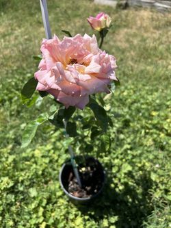 Rose Plant 3ft