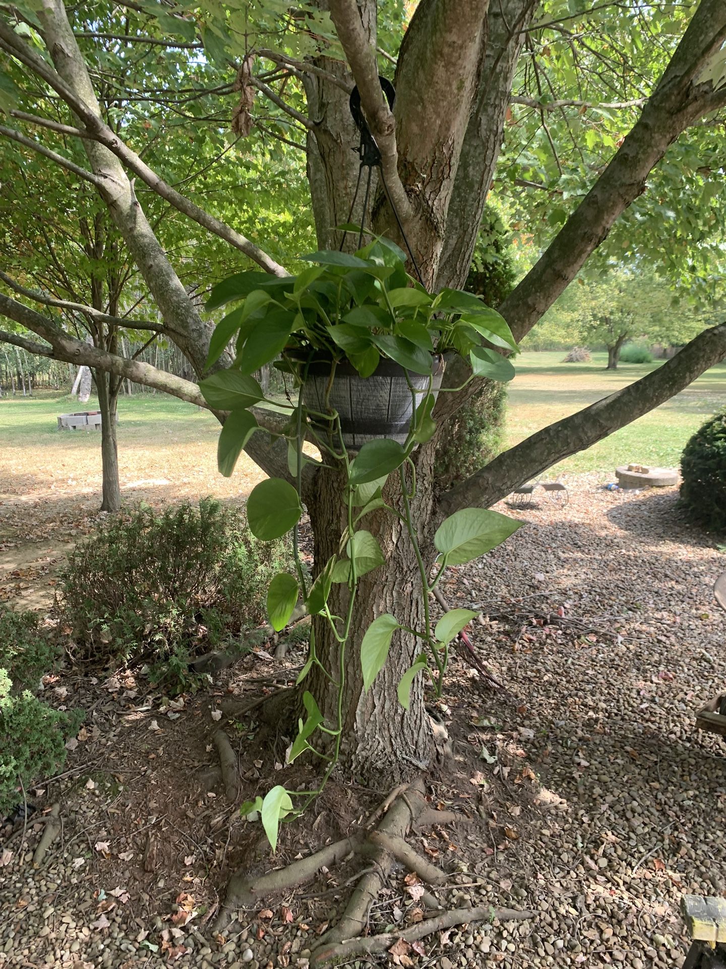 2- Indoor Hanging Baskets- Devils Ivy