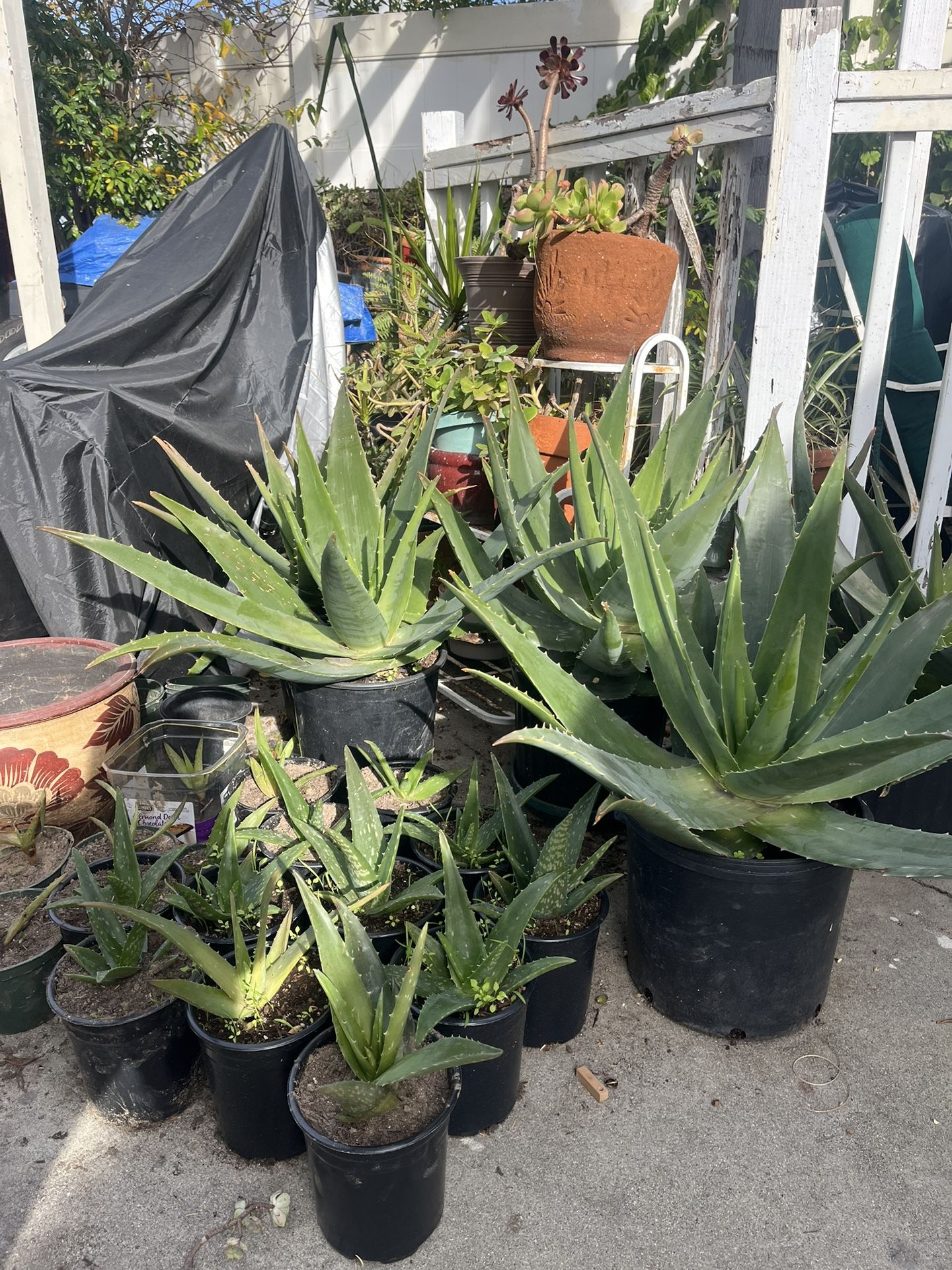 Aloe Vera Plant