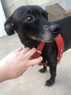Red Leather Y Front Dog Harness