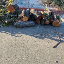  Fruit Tree  Hard Wood  