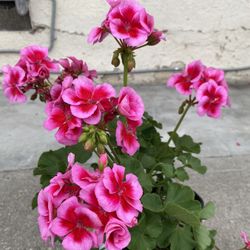 Rare Geranium Outdoor Plant, In 1 Gallon Pot Pick Up Only
