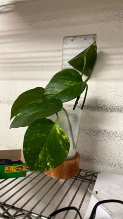 Pathos home plant cuts