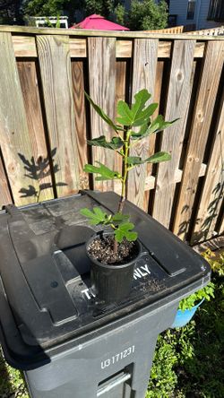 Smith fig plant