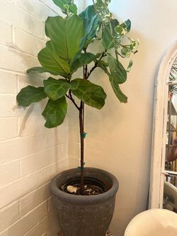 Fiddle Leaf Fig Tree 10”