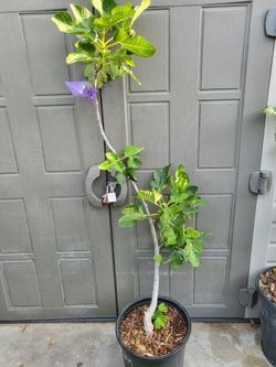 White Marseilles Fig