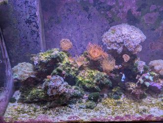 Complete Pro-Level Saltwater Reef Setup – Fully Automated & Established