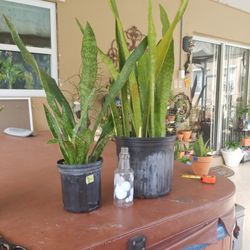 SANSEVIERIA Big pot 3FT plant $12.00