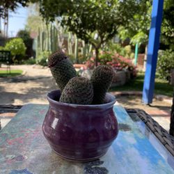 Cactus 