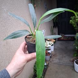 Anthurium Bakerii Plant $48