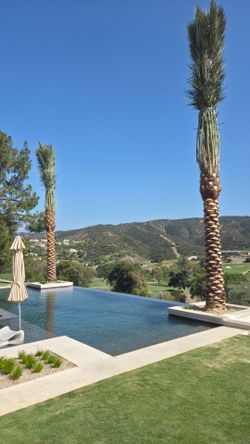 Palm trees and installs