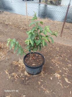 Árbol de guayabo