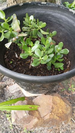 Jade Plant