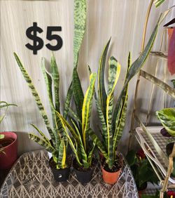 Snake Plants