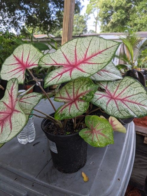 caladium plants