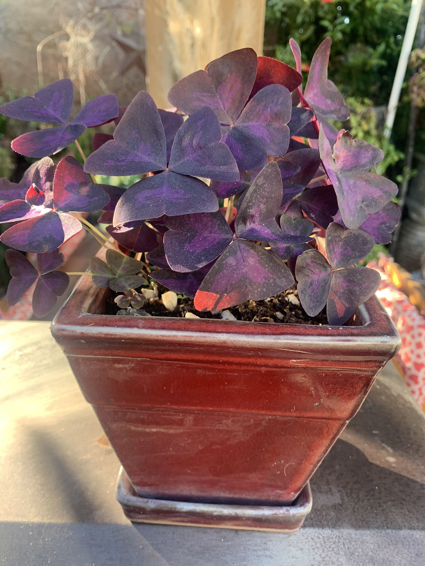 Oxalis Purple Plant Ceramic Red Pot. 