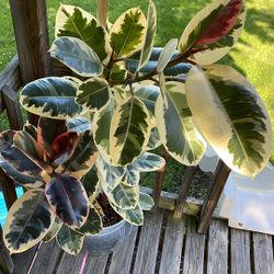 3 ft. Tall Variegated Ficus (rubber Tree)