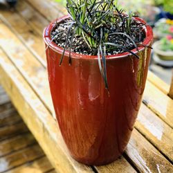 Live outdoor Black Mondo grass in a red Le Beau ceramic planter pot—firm price