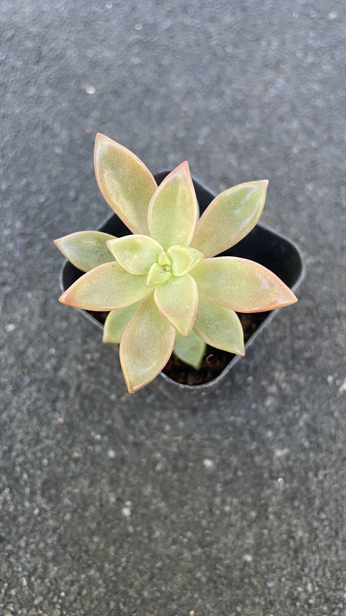Succulent - Lipstick Echeveria