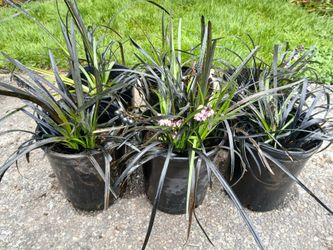 Black Mondo Grass 3 for