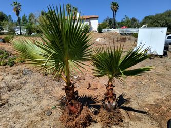 Mexican fan palm trees