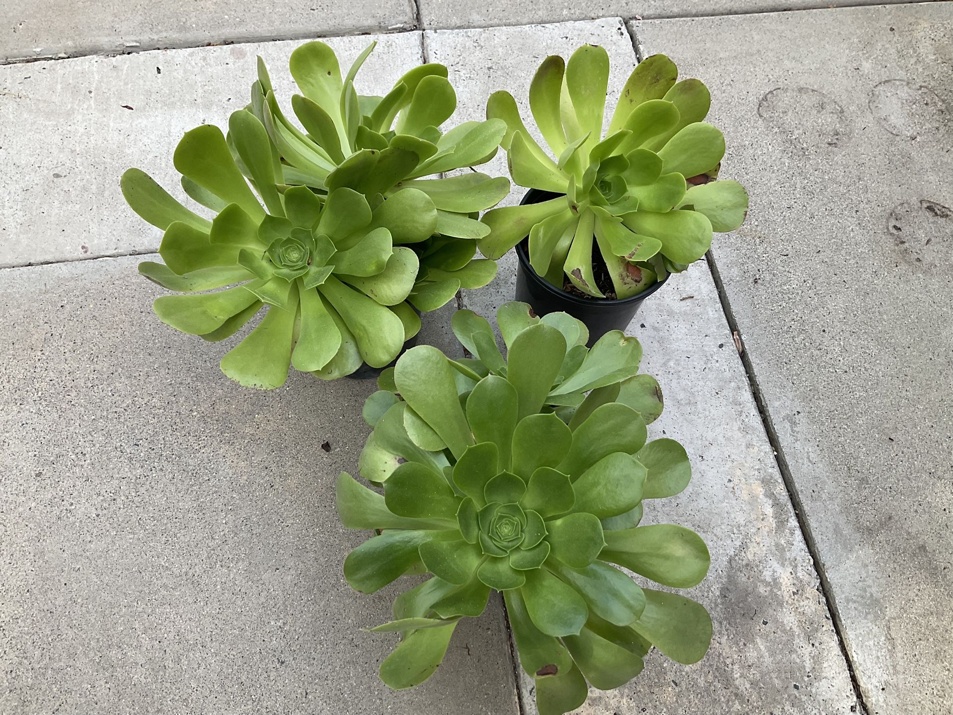 Green Aeoneum succulent Plants