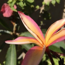 Plumeria
