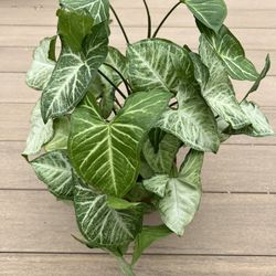 Syngonium arrowhead Plant, Live plant comes in 6” nursery pot. Check profile for more 🪴