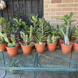 Macetas Muy Bonitas De Diferentes Plantitas  a $8 Cada Una 