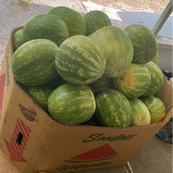 56 Seedless Watermelon 