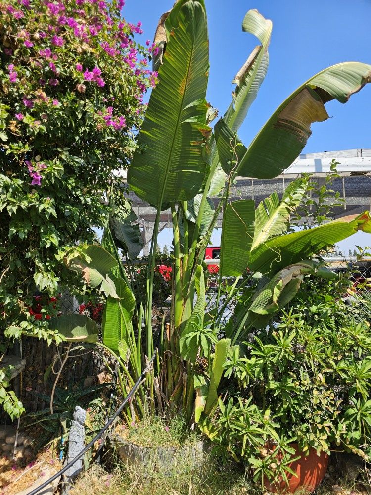 White birds of paradise