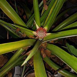 Pineapple Plant