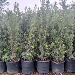 Podocarpus overgrown 7 gallon 6-7'ft $26