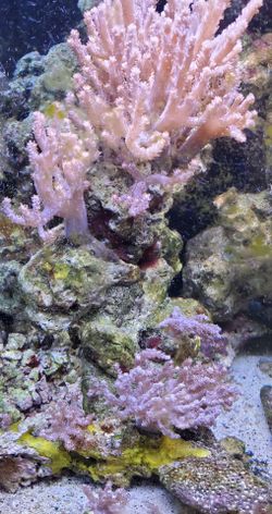 Saltwater reef rock