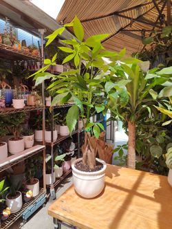 Money Trees