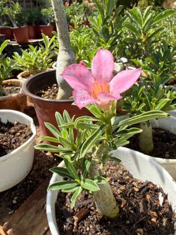 Desert Rose