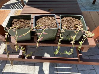 Succulent- String Of Bananas