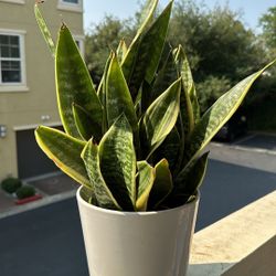 Snake plant With Pot
