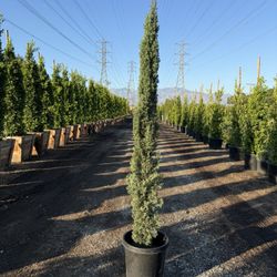 Italian Cypress – 15 Gallon Pots – Tall, Straight, Premium Quality
