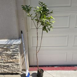 Healthy Thai Guava Fruit Tree Plant 