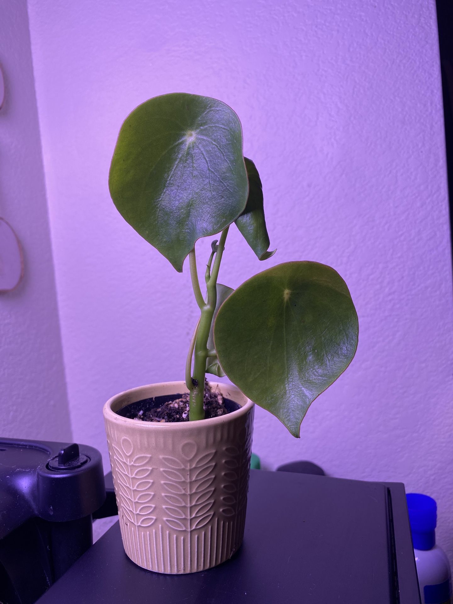 Pilea Plant/ Chinese Money Plant