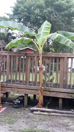 Banana tree this size is $60