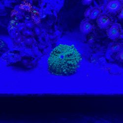 Coral