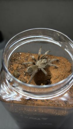 Tarántula enclosure