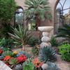 J’s Rare Palms & Desert Plants