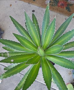Agave