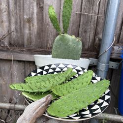 Nopales