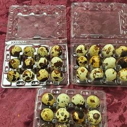 Fresh Quail Eggs